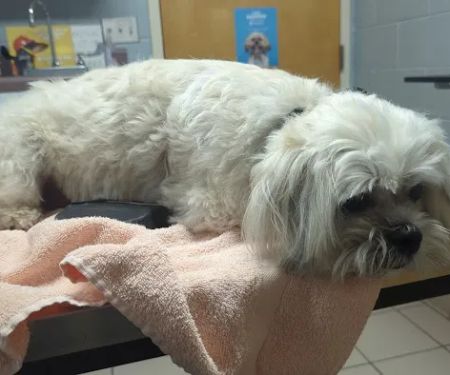 Animal Medical Center