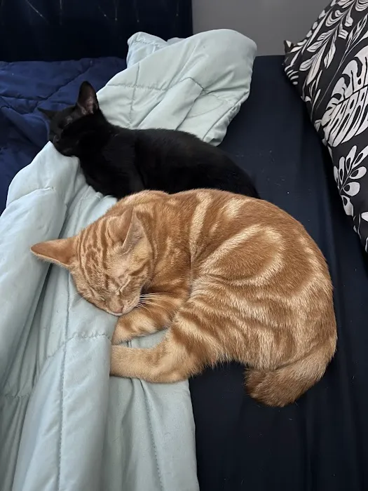 Loving Spay + Neuter Clinic Picture 4