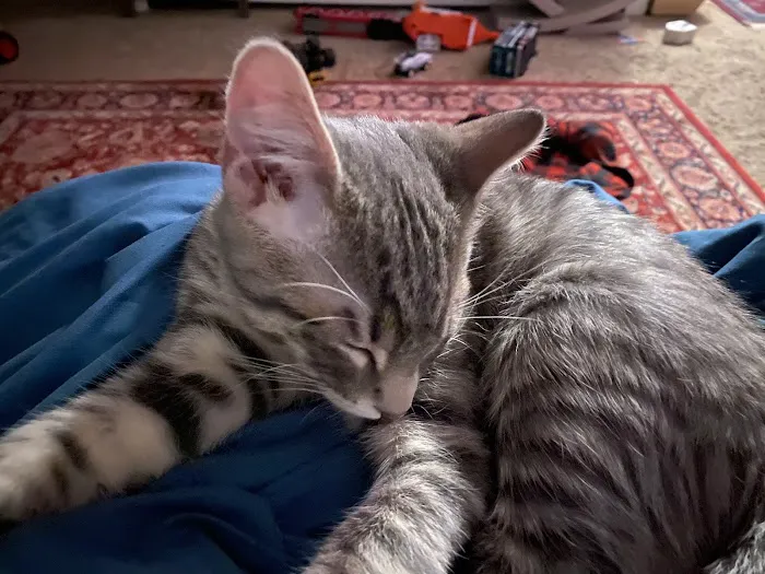 Loving Spay + Neuter Clinic Picture 3