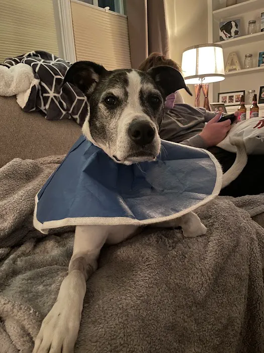 Bon Air Animal Hospital Picture 2