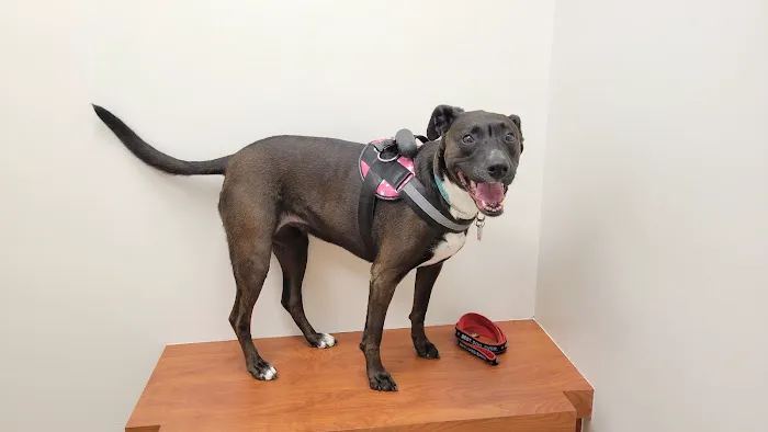 Bon Air Animal Hospital Picture 9