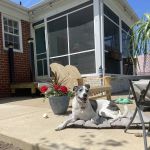 Bon Air Animal Hospital