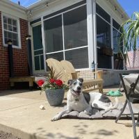 Bon Air Animal Hospital ico