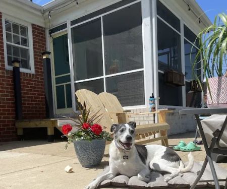 Bon Air Animal Hospital