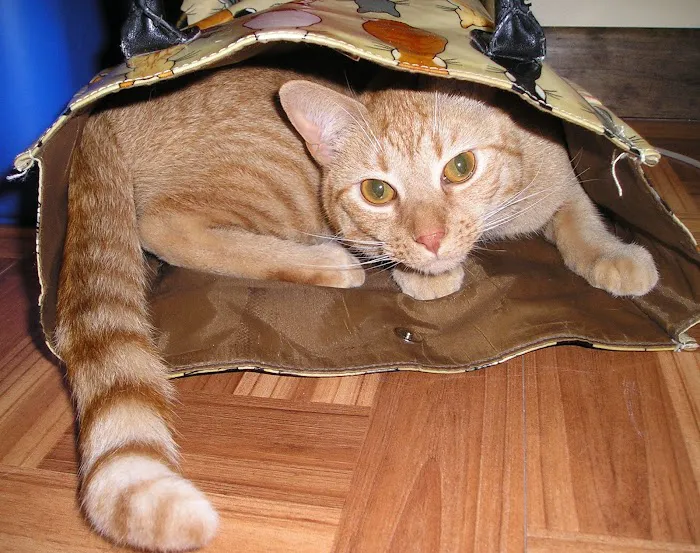 Pocoshock Animal Hospital Picture 8