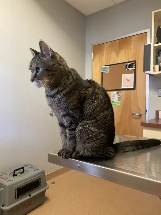 Centralia Animal Hospital Picture 4