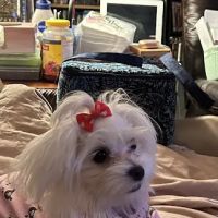 Whiskers and Wags Animal Hospital ico