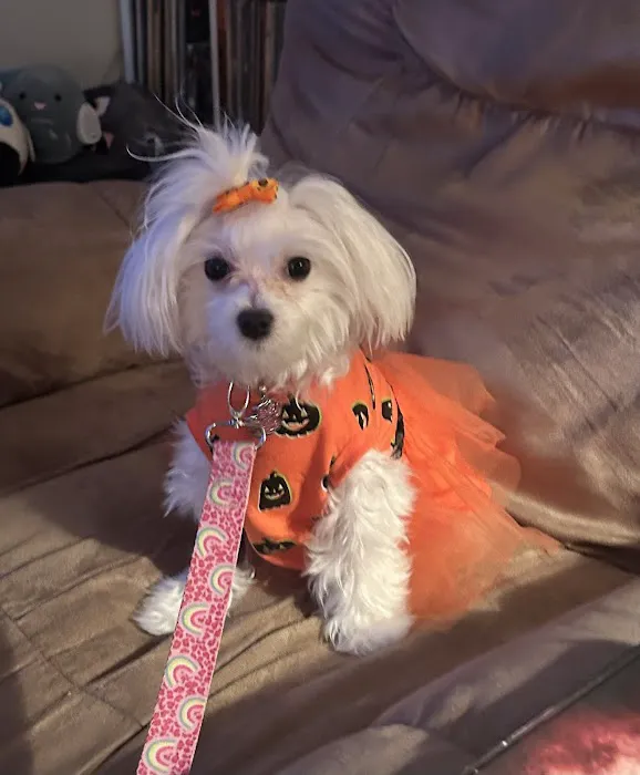 Whiskers and Wags Animal Hospital Picture 6