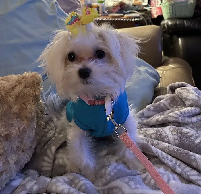 Whiskers and Wags Animal Hospital Picture 7