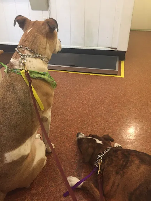 Iron Bridge Animal Hospital Picture 2