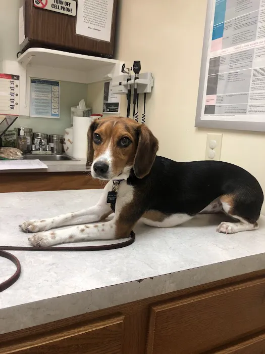 Iron Bridge Animal Hospital Picture 1