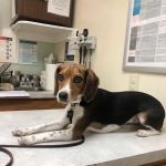 Iron Bridge Animal Hospital