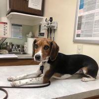 Iron Bridge Animal Hospital ico