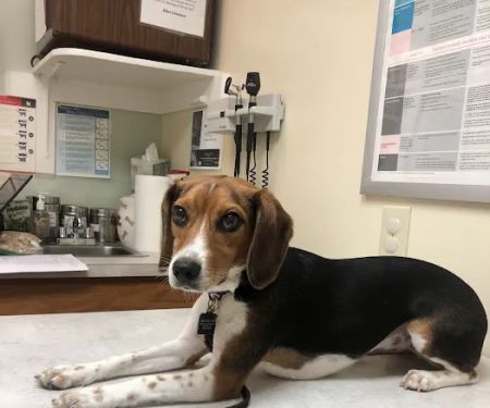 Iron Bridge Animal Hospital