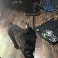 Capital Home Veterinary Care ico
