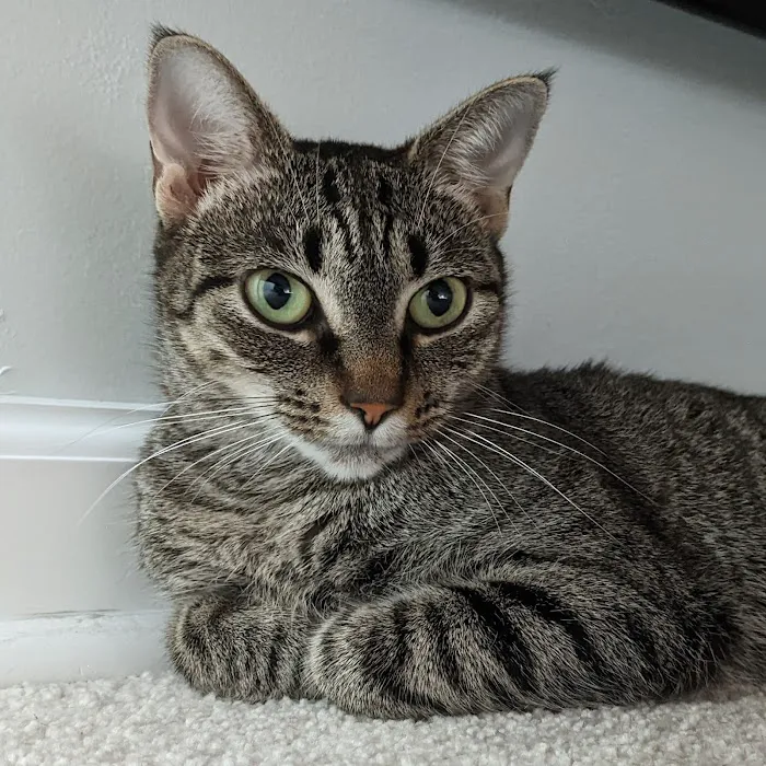 Capital Home Veterinary Care Picture 3