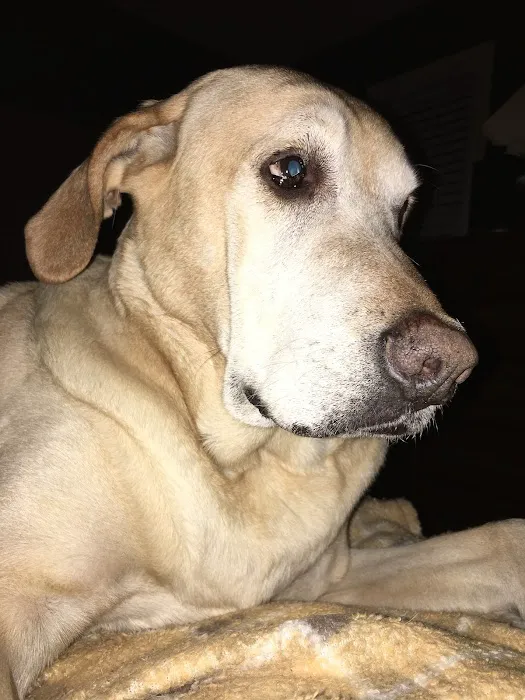 Capital Home Veterinary Care Picture 2