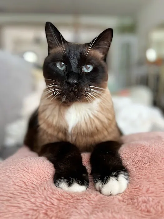 Capital Home Veterinary Care Picture 4