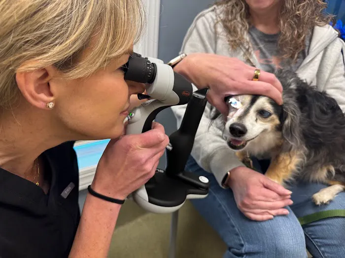 Veterinary Vision Specialists Picture 10