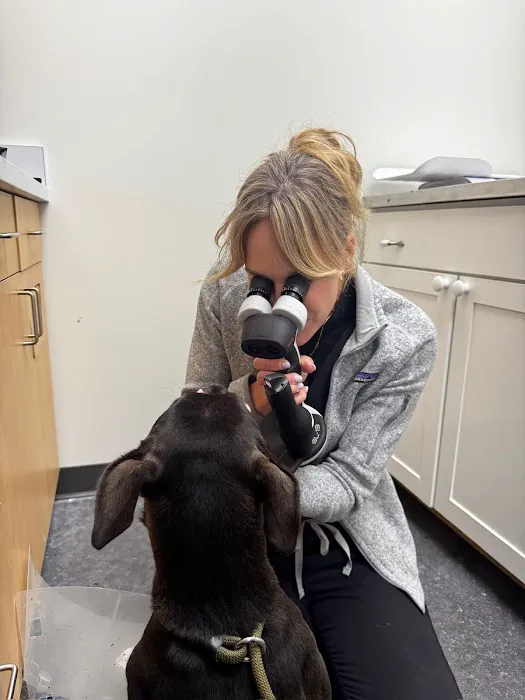 Veterinary Vision Specialists Picture 3