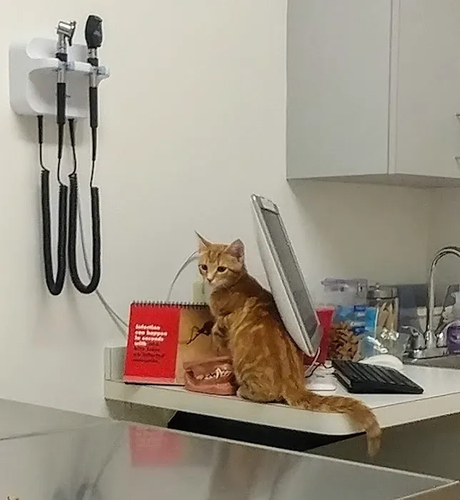 Total Veterinary Care-Grove City Picture 6