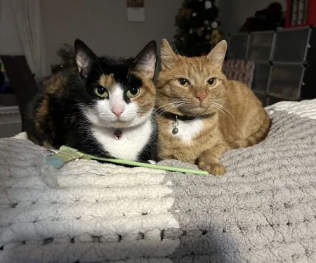 Healthy Pets of Bren-Lor