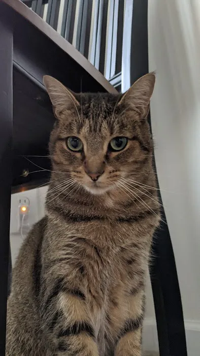 Healthy Pets of Bren-Lor Picture 3