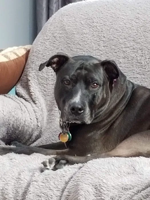 Healthy Pets of Bren-Lor Picture 6