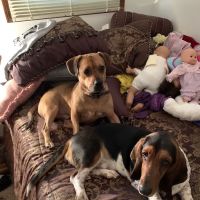 Fayette Veterinary Hospital ico