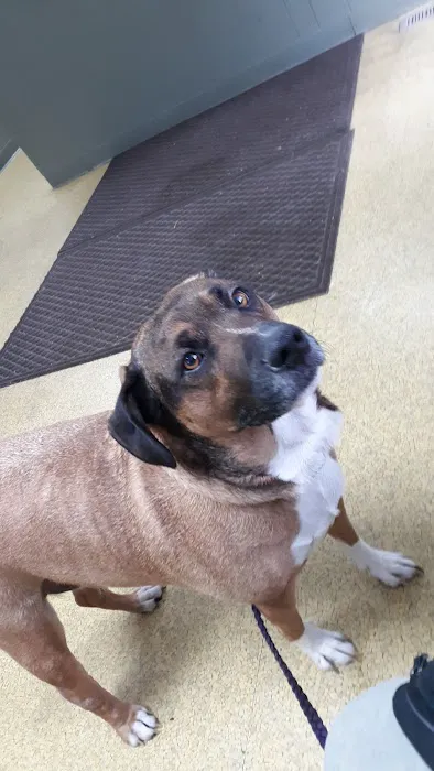 Lynchburg Veterinary Clinic Picture 1