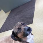 Lynchburg Veterinary Clinic