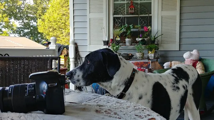 Route 50 Veterinary Care Picture 6