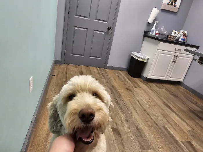 Route 50 Veterinary Care Picture 4