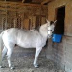 Route 50 Veterinary Care