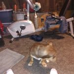 Wilmington Animal Clinic