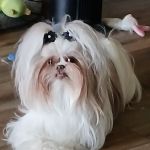 Clinton Animal Care Center