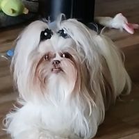 Clinton Animal Care Center ico