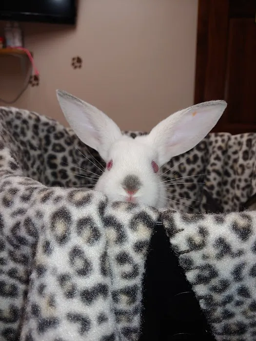 Clinton Animal Care Center Picture 7