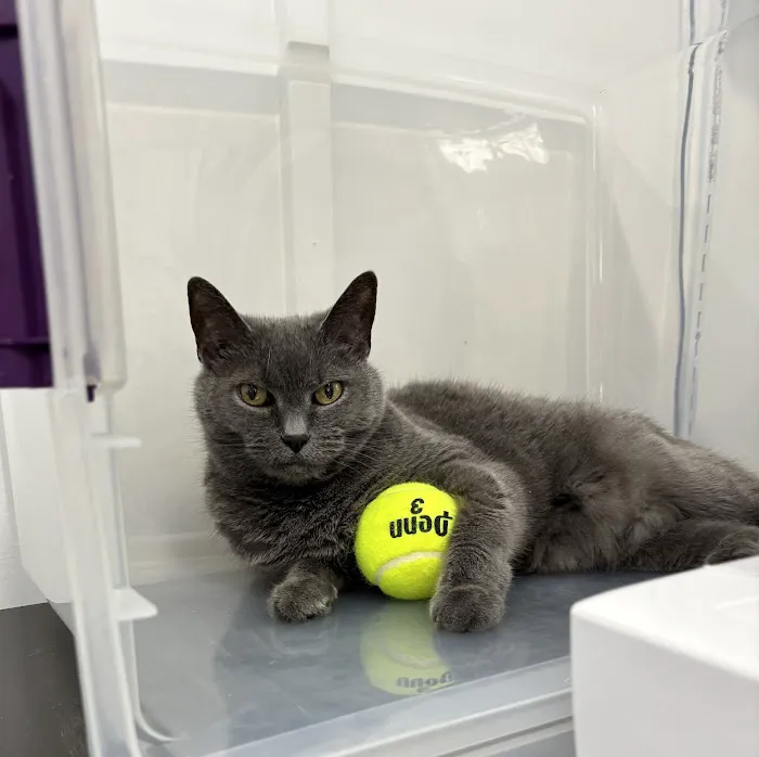 Clinton Animal Care Center Picture 5