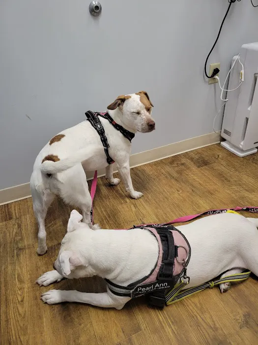 Orchard Veterinary Care Picture 3