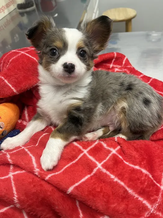 Orchard Veterinary Care Picture 5
