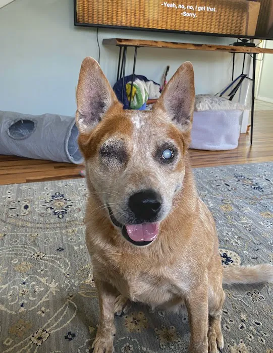 Orchard Veterinary Care Picture 10