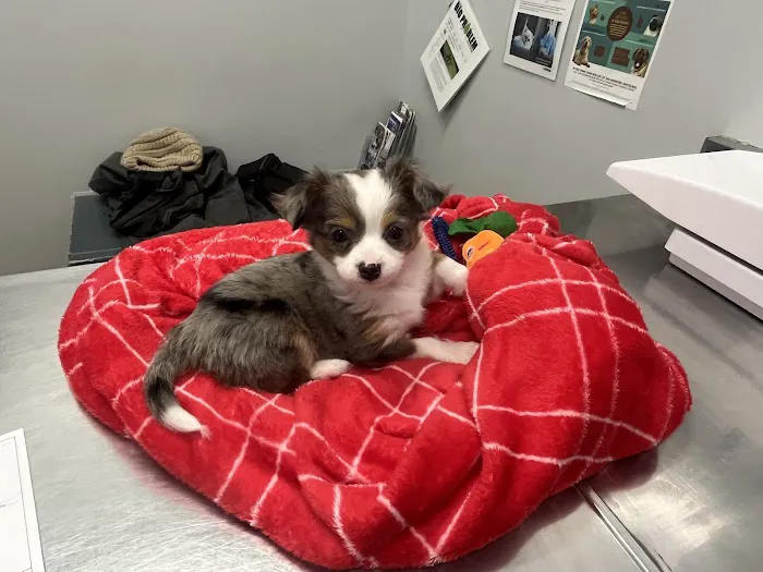 Orchard Veterinary Care Picture 7