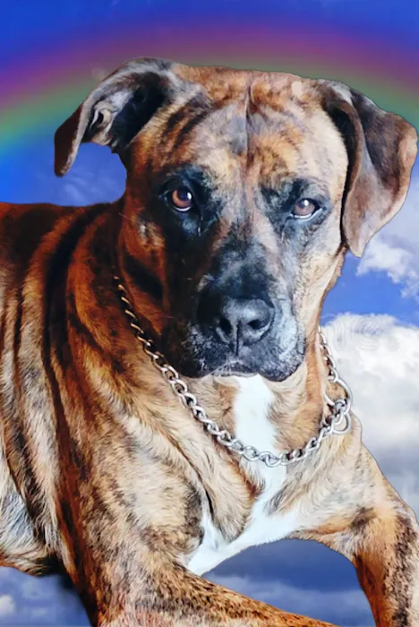 Country View Pet Hospital, LLC Picture 10