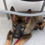 Oak Creek Veterinary Hospital