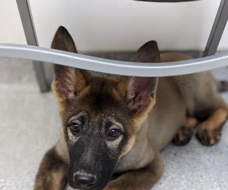 Oak Creek Veterinary Hospital
