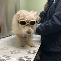 Pet Health Plus Veterinary Hospital ico