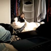 Banfield Pet Hospital ico