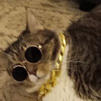 Cats Only Veterinary Clinic of Lewis Center ico
