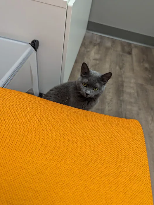 Cats Only Veterinary Clinic of Lewis Center Picture 4